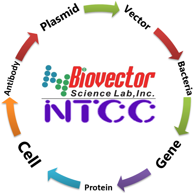 BioVector NTCC质粒载体菌株细胞蛋白抗体基因保藏中心http:www.biovector.net